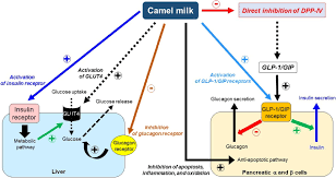 Effect of camel milk on glycemic control and insulin requirement in patients with type 1 diabetes: The Molecular Basis Of The Anti Diabetic Properties Of Camel Milk Diabetes Research And Clinical Practice