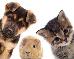 Tout sur les chiens et les chats. Animal Chien Chat Dossier Ufc Que Choisir