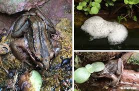 So how does one figure out how to get rid of frogs around the pool without hurting them? Raising Tadpoles Creating An Observation Tank The Craft Train