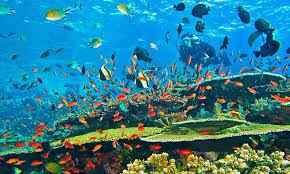 Setelah melihat pemandangan desa, kota, anda juga harus melihat pemandangan alam yang indah dari gambar pemandangan bawah laut. Pemandangan Bawah Laut Indonesia Yang Indah Komodo Komodo Island Africa Tour