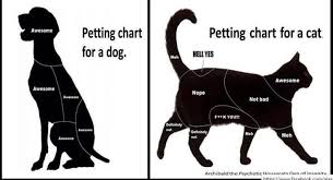 cat dog petting diagram google search in 2019 cats dog