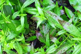 26 manfaat daun sambiloto untuk kesehatan (tubuh bagian dalam) dan untuk kecantikan (kulit dan wajah) hingga tips cara menggunakannya. 5 Manfaat Daun Sambiloto Untuk Kecantikan Tampang Com