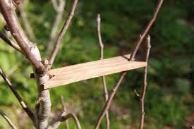 We did not find results for: Prune Planning Orchard Keepers Orchard Design Restoration Maintenance Pruning Santa Cruz Ca Orchard Design Fruit Trees Tree Care