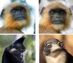 Types Of Monkeys Types Of Monkeys Pet Monkey Animals