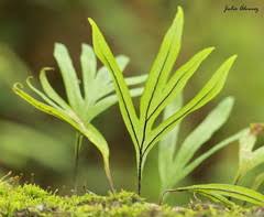 Image result for Pleopeltis  × simiana