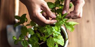So, the next time your brain or mood needs a boost, draw a warm bath and sprinkle fresh mint leaves into the water. How To Grow Harvest And Store Mint Martha Stewart