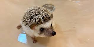 When bathing a hedgehog, fill a bath tub, sink, or small bucket with lukewarm water. I Tested The Summer Smart Baby Monitor On My Pet Hedgehog Review