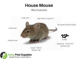 While bromadiolone effectively kills mice, it also travels up the food chain to poison predators who eat the mice, and other species. How To Get Rid Of Rats Mice