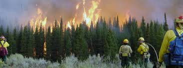We did not find results for: Becoming A Wildland Firefighter Colorado State Forest Service