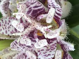 Image result for Ochthocharis