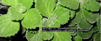 Image result for Coleus amboinicus