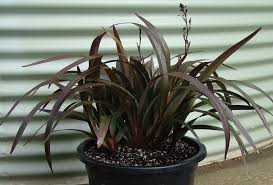 Image result for Dianella