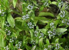 I have written extensively on this site about edible flowers, both cultivated and wild. 11 Wild Edibles Ireland Ideas Wild Edibles Wild Food Edible Plants