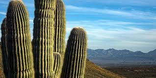 Many desert cacti bloom in response to a cool, dry, dormant period. How Long Do Saguaro Cactus Live With Pictures Succulents Network