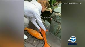 Audience reviews for pooch perfect: Tv Personality Maria Menounos Comes To The Koi Fish Rescue On Christmas Eve Abc7 Los Angeles
