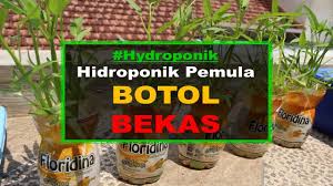 Untuk langkah berikutnya, silakan ikuti panduan berikut: Tanaman Hidroponik Botol Bekas Untuk Pemula Youtube