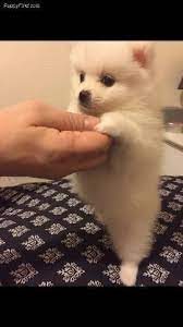 Outreach locations across the metro area also. Teacup Pomeranian Puppy Portland Oregon Mount Tabor Animal Pet