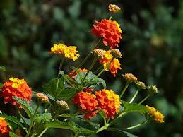 Check spelling or type a new query. 15 Natural Mosquito Repellent Plants Homesteading Home Remedies