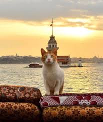 Cats From Istanbul Turkey Kedi Kopek Kedileri Seviyorum Sevimli Kedi Yavrulari