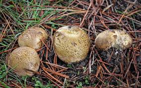 Image result for Scleroderma cepa