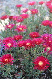 Image result for Lampranthus spp.