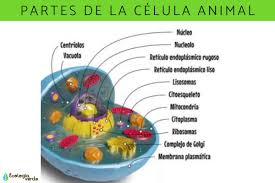 Check spelling or type a new query. Partes De La Celula Animal Y Sus Funciones Resumen Con Esquemas