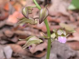Image result for Eulophia tuberculata