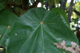 Image result for Pterospermum acerifolium