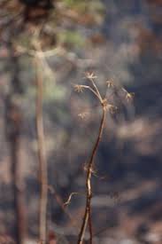 Image result for Diplolophium