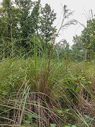 Image result for Themeda