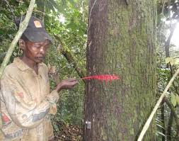 Image result for Orthopichonia schweinfurthii