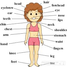 The upper region of the body includes everything above the neck. Labelled Diagram Of Human Body Parts Human Anatomy