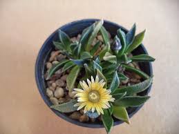 Image result for Nananthus aloides