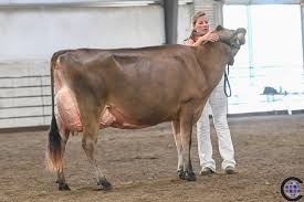 Wisconsin Summer Championship Jersey Show 2023