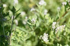 Image result for Corrigiola