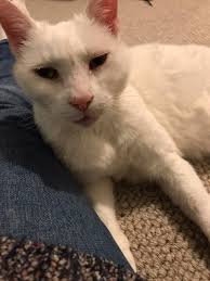 16lb cat (Charlie) in a standard size shoe box 📦 😂