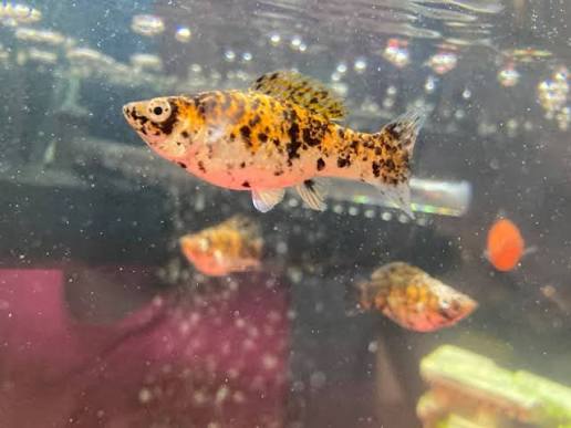 Will my fish be ok after jumping out of the tank?