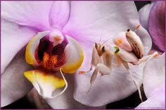 Found sounds, tape collages, and pop songs about forgetting. 10 Pray Mantis Flower Reference Ideas Orchids Orchid Mantis Praying Mantis