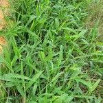 Image result for Urochloa panicoides