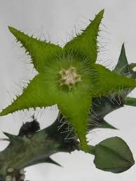 Image result for Orbea dummeri