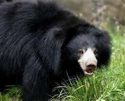 Sloth Bear Sloth Bear By Ignisballad On Deviantart Sloth Bear Bear Spectacled Bear