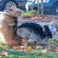 Carmichael dog park - Big Meet event image