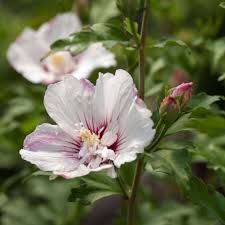Image result for Hibiscus seineri