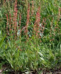 Image result for Rumex acetosella