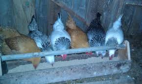 Watch this first to see what's involved and what you should consider before you take the plunge! Backyard Poultry 101 Cornell Small Farms