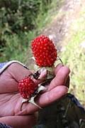 Image result for Rubus kirungensis