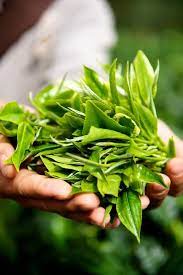 5 Tips For Brewing The Perfect Cup Of Tea And A Giveaway Tea Farm Green Tea Plant Tea Estate