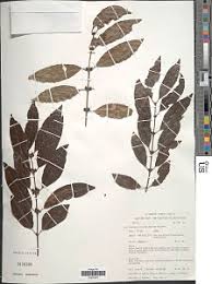 Image result for Polysphaeria