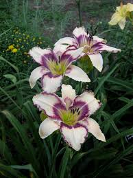 Check spelling or type a new query. Extra Large Diameter American Daylily Society