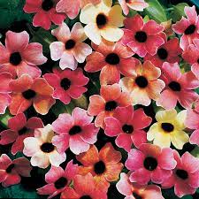 Aug 02, 2012 · send cheap flowers in the usa without a service fee ($14.99 value). Blushing Susie Black Eyed Susan Vine From Park Seed